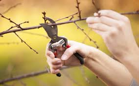 Dormancy and Pruning